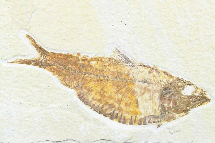 Detailed Fossil Fish (Knightia) - Wyoming #176394